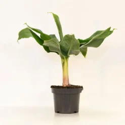 Thompson & Morgan Japanese Banana - Musa Basjoo 15cm X 2 -Garden Tools Shop 395313 5 1