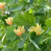 Thompson & Morgan Liriodendron (Tulip Tree) Tulipifera 9cm Pot X 2