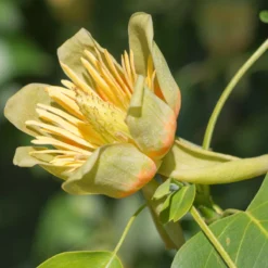 Thompson & Morgan Liriodendron (Tulip Tree) Tulipifera 9cm Pot X 2 -Garden Tools Shop 395319 3 1