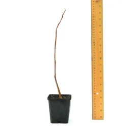 Thompson & Morgan Liriodendron (Tulip Tree) Tulipifera 9cm Pot X 2 -Garden Tools Shop 395319 4 1
