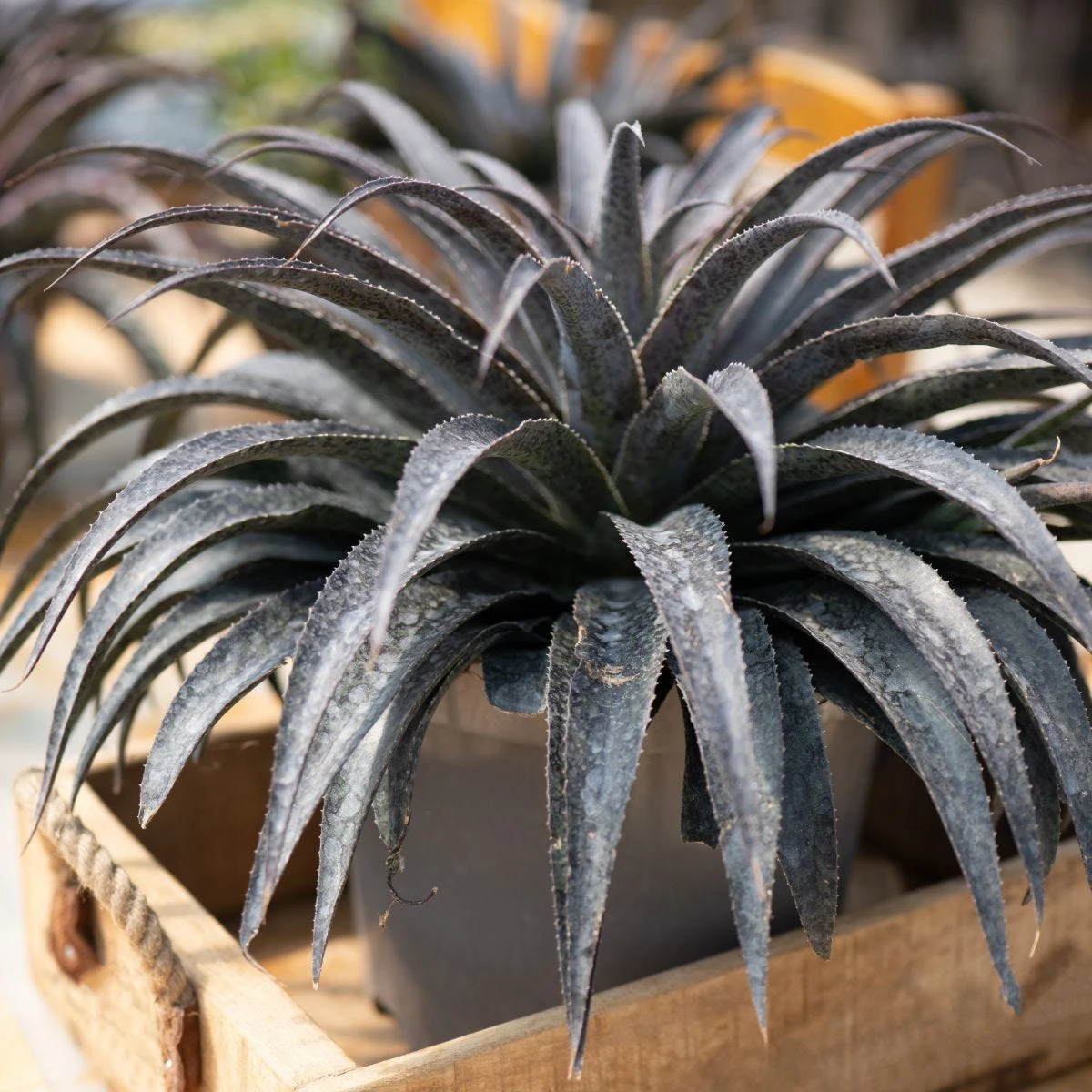 Thompson & Morgan Mangave Moonglow 9cm Pot X 1 1 Thompson & Morgan Mangave Moonglow 9cm Pot X 1