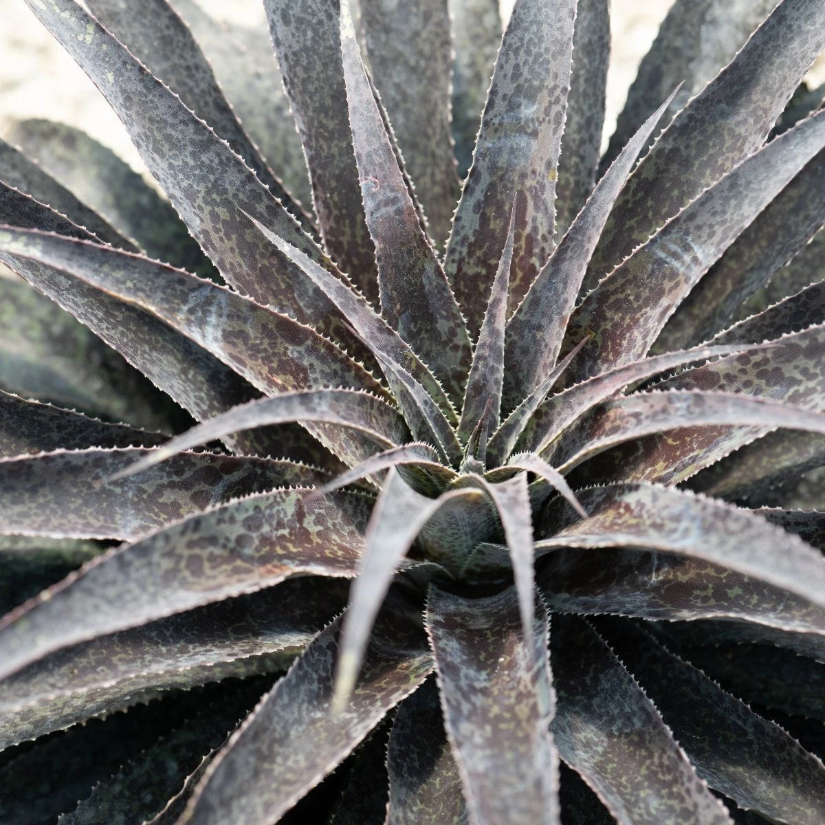 Thompson & Morgan Mangave Moonglow 9cm Pot X 1 2 Thompson & Morgan Mangave Moonglow 9cm Pot X 1 - Image 2