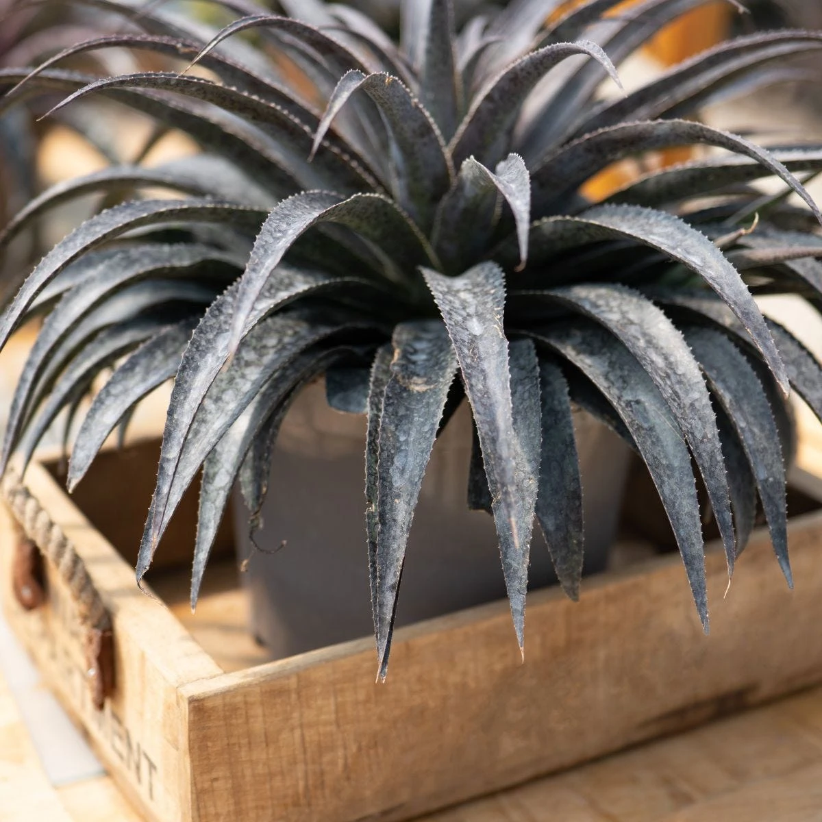 Thompson & Morgan Mangave Moonglow 9cm Pot X 1 3 Thompson & Morgan Mangave Moonglow 9cm Pot X 1 - Image 3