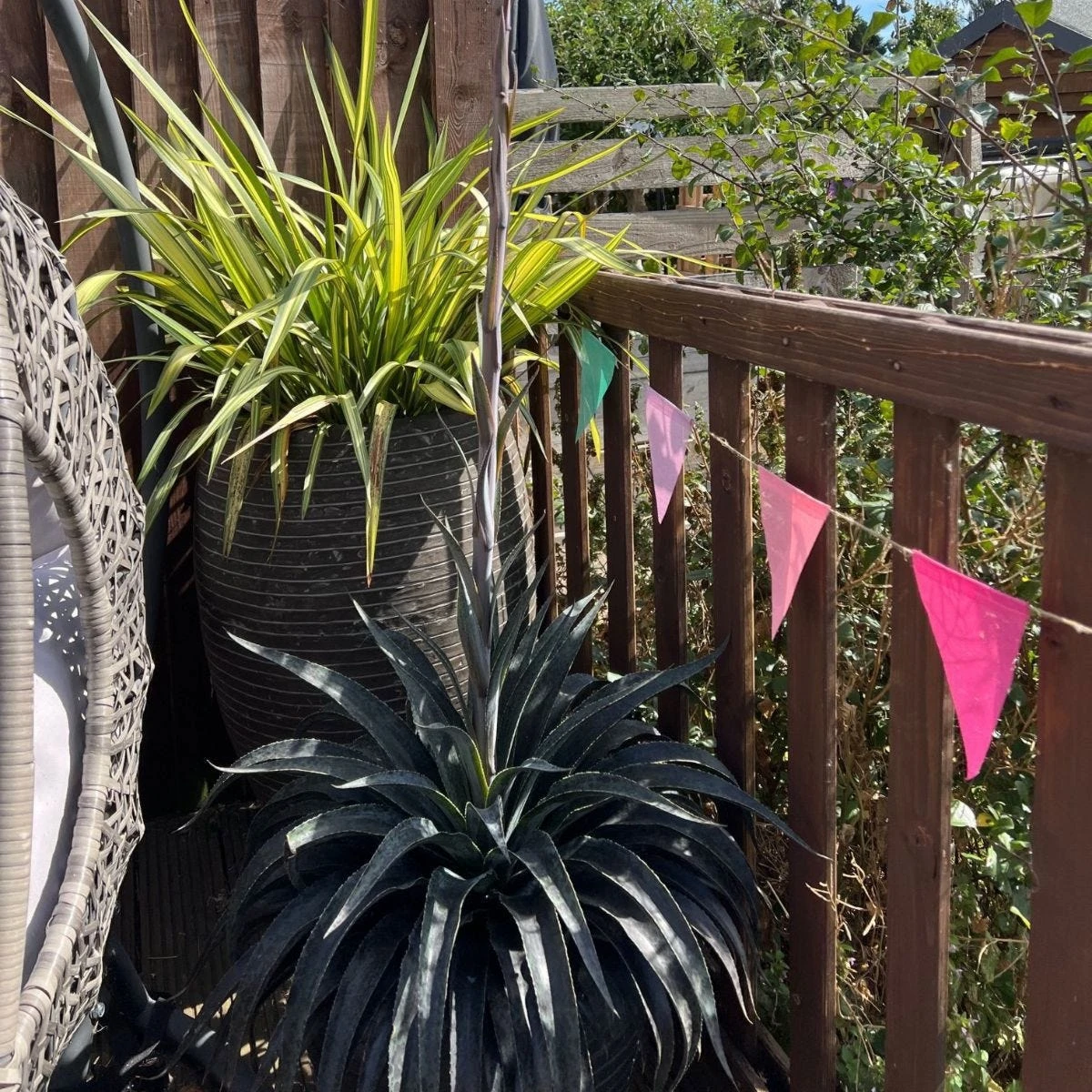 Thompson & Morgan Mangave Moonglow 9cm Pot X 1 4 Thompson & Morgan Mangave Moonglow 9cm Pot X 1 - Image 4