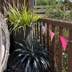 Thompson & Morgan Mangave Moonglow 9cm Pot X 2 -Garden Tools Shop 395321 4 1