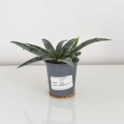 Thompson & Morgan Mangave Moonglow 9cm Pot X 1 10 Thompson & Morgan Mangave Moonglow 9cm Pot X 1 -Garden Tools Shop 395321 5