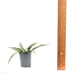 Thompson & Morgan Mangave Moonglow 9cm Pot X 1 11 Thompson & Morgan Mangave Moonglow 9cm Pot X 1 -Garden Tools Shop 395321 6