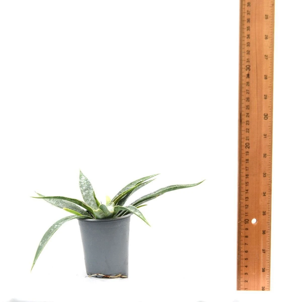 Thompson & Morgan Mangave Moonglow 9cm Pot X 1 6 Thompson & Morgan Mangave Moonglow 9cm Pot X 1 - Image 6