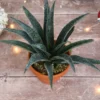 Thompson & Morgan Mangave Pineapple Express 9cm Pot X 1
