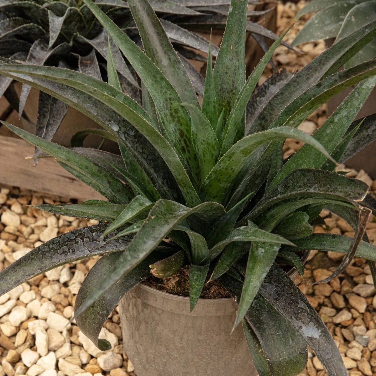 Thompson & Morgan Mangave Pineapple Express 9cm Pot X 1 2 Thompson & Morgan Mangave Pineapple Express 9cm Pot X 1 - Image 2