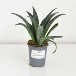 Thompson & Morgan Mangave Pineapple Express 9cm Pot X 1 6 Thompson & Morgan Mangave Pineapple Express 9cm Pot X 1 -Garden Tools Shop 395324 3 1