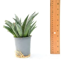 Thompson & Morgan Mangave Pineapple Express 9cm Pot X 2 -Garden Tools Shop 395324 4