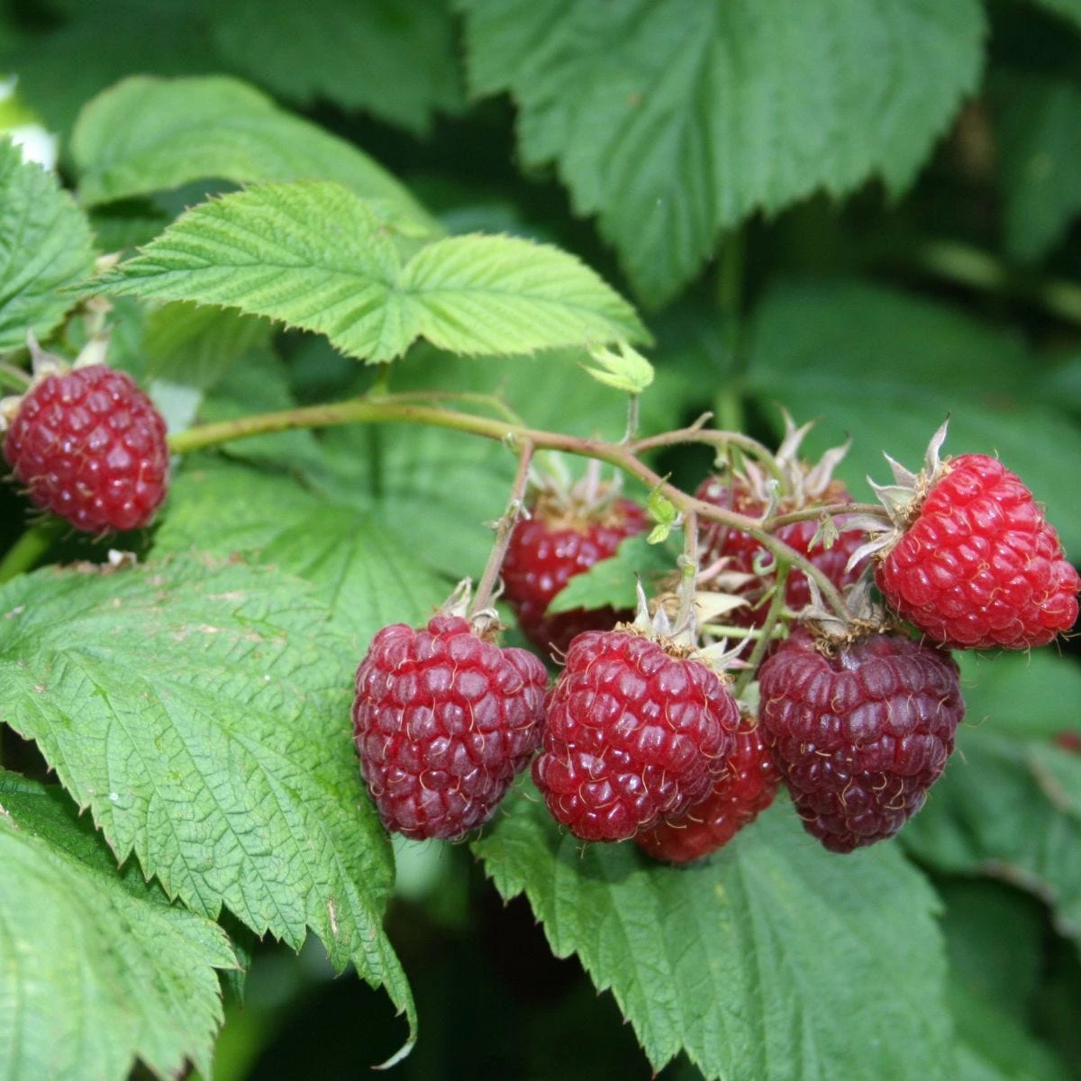 Thompson & Morgan Raspberry Summer Lovers Early 2 Litre Pot X 1 1 Thompson & Morgan Raspberry Summer Lovers Early 2 Litre Pot X 1