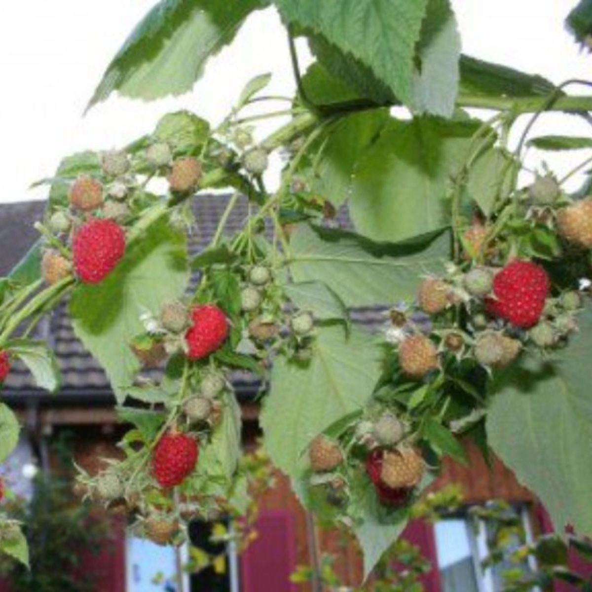 Thompson & Morgan Raspberry Summer Lovers Early 2 Litre Pot X 1 2 Thompson & Morgan Raspberry Summer Lovers Early 2 Litre Pot X 1 - Image 2