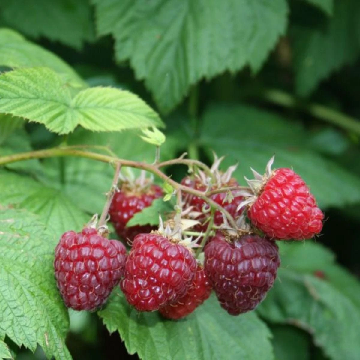 Thompson & Morgan Raspberry Summer Lovers Early 2 Litre Pot X 1 3 Thompson & Morgan Raspberry Summer Lovers Early 2 Litre Pot X 1 - Image 3