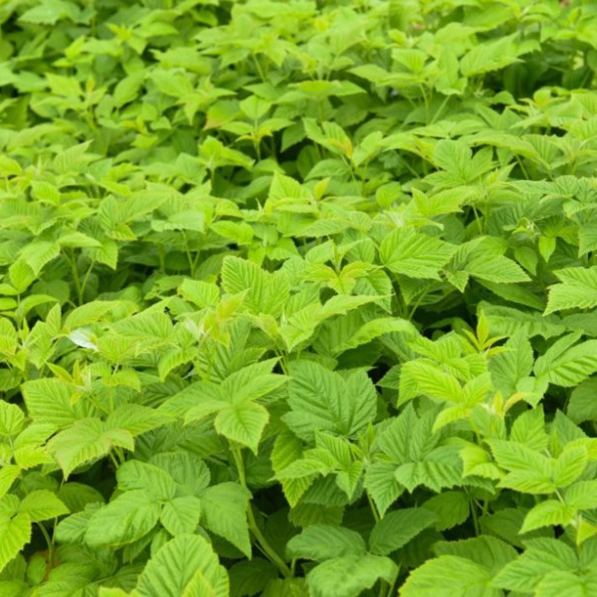 Thompson & Morgan Raspberry Summer Lovers Early 2 Litre Pot X 1 4 Thompson & Morgan Raspberry Summer Lovers Early 2 Litre Pot X 1 - Image 4