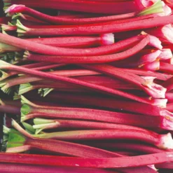 Thompson & Morgan Rhubarb 'Sanvitos? Summer' 9cm Pot - 3 Plants