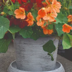 Thompson & Morgan Tower Pot Modern Grey - 2 Pack -Garden Tools Shop 395348 6 1