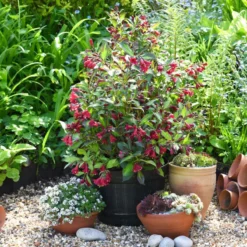 Thompson & Morgan Weigela Camouflage 9cm Pot X 3