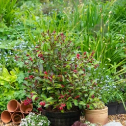 Thompson & Morgan Weigela Camouflage 9cm Pot X 3 -Garden Tools Shop 395357 3 1