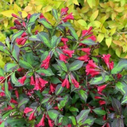 Thompson & Morgan Weigela Camouflage 9cm Pot X 3 -Garden Tools Shop 395357 4 1