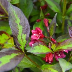 Thompson & Morgan Weigela Camouflage 9cm Pot X 3 -Garden Tools Shop 395357 5 1