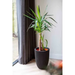 Capi Europe Vase Elegant Low Groove NL 46x58 Black -Garden Tools Shop 406360 04