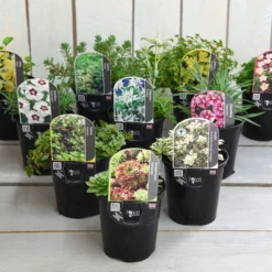 Thompson And Morgan Lucky Dip Alpine 9cm Pot X 12