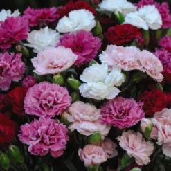 Thompson And Morgan Lucky Dip Alpine 9cm Pot X 12 -Garden Tools Shop dian sosumixed t12525 1