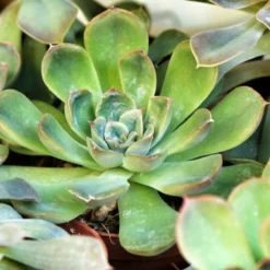 Thompson And Morgan Lucky Dip Alpine 9cm Pot X 6 -Garden Tools Shop eche succulent l30777