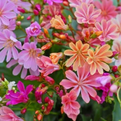 Thompson And Morgan Lucky Dip Alpine 9cm Pot X 12 -Garden Tools Shop lewi elisemixe t26718 1