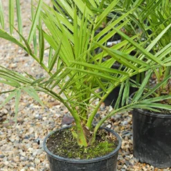 Thompson And Morgan Canary Island Date Palm Tree 1.5 Litre Pot - 2 Plants (Phoenix Palm) -Garden Tools Shop phoe canariens t02699 1