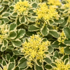 Thompson And Morgan Lucky Dip Alpine 9cm Pot X 6 -Garden Tools Shop sedu atlantis t18660