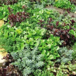 Thompson And Morgan Lucky Dip Alpine 9cm Pot X 12 -Garden Tools Shop sedu littleurc u60328 1