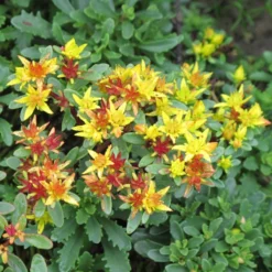 Thompson And Morgan Lucky Dip Alpine 9cm Pot X 12 -Garden Tools Shop sedu weihenstep s22646 1