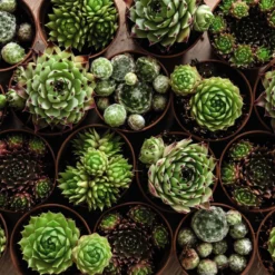 Thompson And Morgan Lucky Dip Alpine 9cm Pot X 12 -Garden Tools Shop semp mixed5cm t08145 1